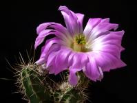 Thumbnail of 0028.1_Echinocereus pentalophus procumbens_20150515(1).JPG